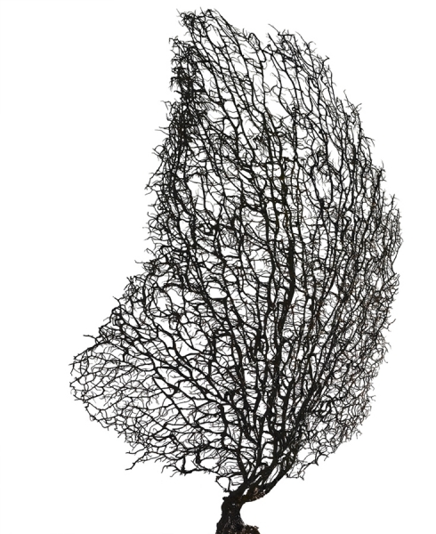 Photograph Louisa Parry Seafan2 on One Eyeland